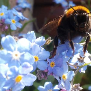 Forget-Me-Not Seeds