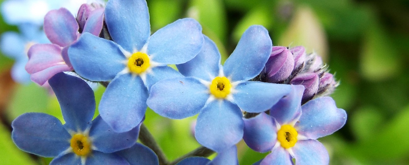 forget me not flower