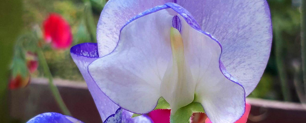 Sweet Pea Wedding Seeds